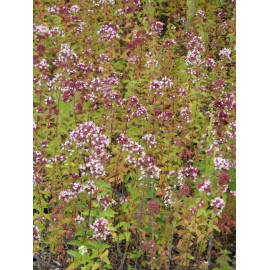 Origanum vulgare - Wilder Majoran, 6 Pflanzen im 5/6 cm Topf