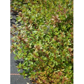 Thymus pulegioides - Arznei-Thymian, 50 Pflanzen im 5/6 cm Topf