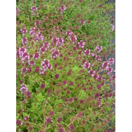 Thymus pulegioides - Arznei-Thymian, 50 Pflanzen im 5/6 cm Topf