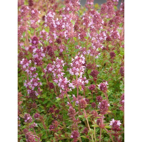 Thymus pulegioides - Arznei-Thymian, 50 Pflanzen im 5/6 cm Topf