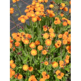 Hieracium aurantiacum - Oranges Habichtskraut, 50 Pflanzen im 5/6 cm Topf