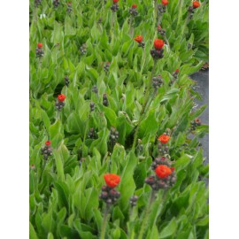Hieracium aurantiacum - Oranges Habichtskraut, 6 Pflanzen im 5/6 cm Topf