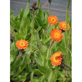 Hieracium aurantiacum - Oranges Habichtskraut, 6 Pflanzen im 5/6 cm Topf