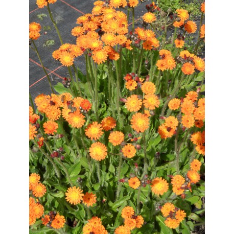 Hieracium aurantiacum - Oranges Habichtskraut, 6 Pflanzen im 5/6 cm Topf Hieracium aurantiacum - Oranges Habichtskraut, 6 Pflanzen im 5/6 cm Topf