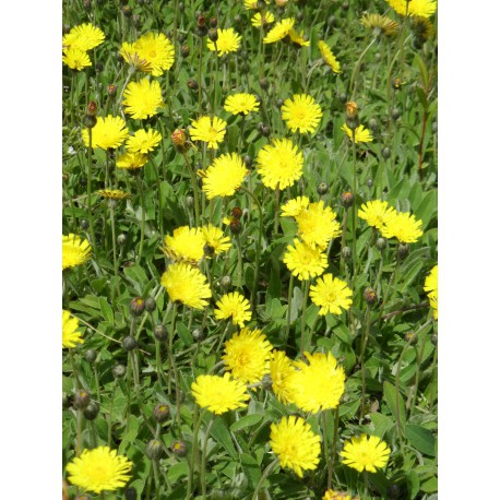 Hieracium pilosella - Mausohrhabichtskraut, 6 Pflanzen im 5/6 cm Topf Hieracium pilosella - Mausohrhabichtskraut, 6 Pflanzen im 5/6 cm Topf
