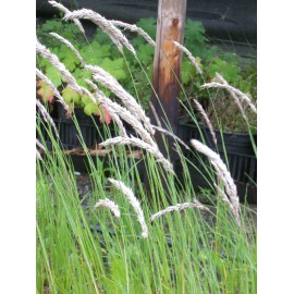 Melica ciliata - Wimper-Perlgras, 6 Pflanzen im 5/6 cm Topf