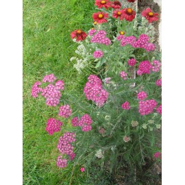 Achillea millefolium Kirschkönigin - Garten-Schafgarbe, 6 Pflanzen im 5/6 cm Topf