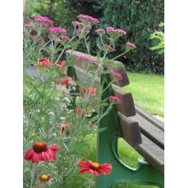Achillea millefolium Kirschkönigin - Garten-Schafgarbe, 6 Pflanzen im 5/6 cm Topf