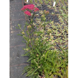 Achillea millefolium Kirschkönigin - Garten-Schafgarbe, 6 Pflanzen im 5/6 cm Topf