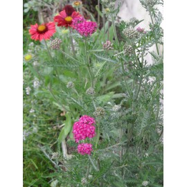 Achillea millefolium Kirschkönigin - Garten-Schafgarbe, 50 Pflanzen im 5/6 cm Topf