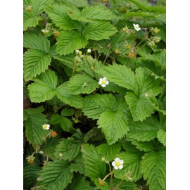 Fragaria vesca var. semperflorens Verbesserte Rügen - Monats-Erdbeere, 6 Pflanzen im 5/6 cm Topf
