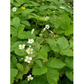 Fragaria vesca var. semperflorens Verbesserte Rügen - Monats-Erdbeere, 50 Pflanzen im 5/6 cm Topf