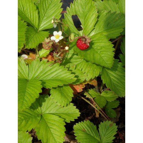 Fragaria vesca - Wald-Erdbeere, 6 Pflanzen im 5/6 cm Topf