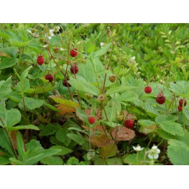 Fragaria vesca - Wald-Erdbeere, 6 Pflanzen im 5/6 cm Topf