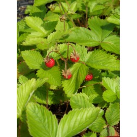 Fragaria vesca - Wald-Erdbeere, 50 Pflanzen im 5/6 cm Topf