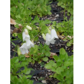 Campanula cochleariifolia Bavaria White - Zwerg-Glockenblume, 6 Pflanzen im 5/6 cm Topf