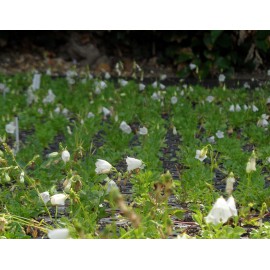 Campanula cochleariifolia Bavaria White - Zwerg-Glockenblume, 6 Pflanzen im 5/6 cm Topf