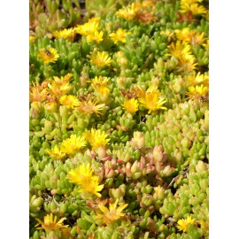 Delosperma nubigenum - Lesotho-Mittagsblume, 3 Pflanzen