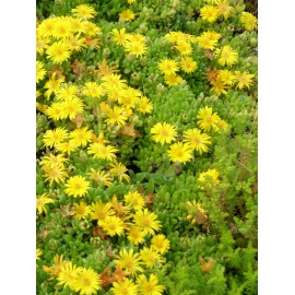 Delosperma nubigenum - Lesotho-Mittagsblume, 3 Pflanzen
