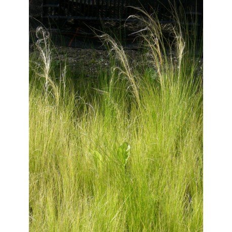 Stipa tenuissima - Zartes Federgras, 6 Pflanzen im 5/6 cm Topf Stipa tenuissima - Zartes Federgras, 6 Pflanzen im 5/6 cm Topf
