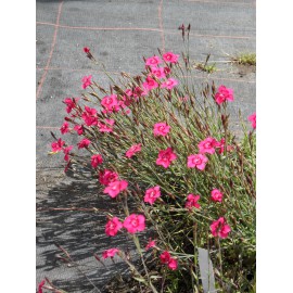 Dianthus deltoides Leuchtfunk - Heidenelke, 50 Pflanzen im 5/6 cm Topf