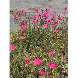 Dianthus deltoides Leuchtfunk - Heidenelke, 50 Pflanzen im 5/6 cm Topf