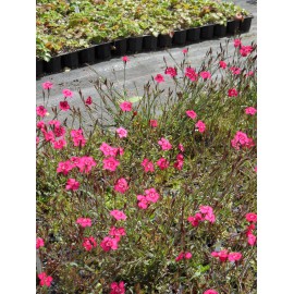 Dianthus deltoides Leuchtfunk - Heidenelke, 50 Pflanzen im 5/6 cm Topf