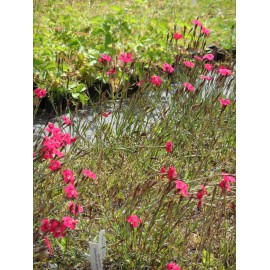 Dianthus deltoides Leuchtfunk - Heidenelke, 50 Pflanzen im 5/6 cm Topf