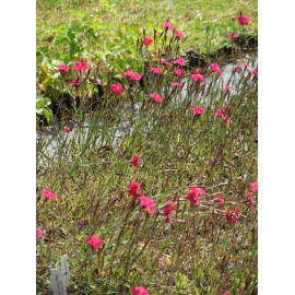 Dianthus deltoides Leuchtfunk - Heidenelke, 50 Pflanzen im 5/6 cm Topf