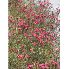 Dianthus deltoides Leuchtfunk - Heidenelke, 50 Pflanzen im 5/6 cm Topf