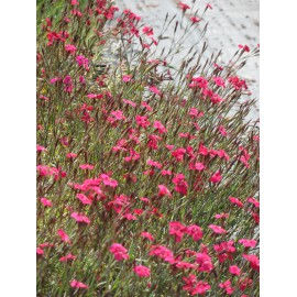 Dianthus deltoides Leuchtfunk - Heidenelke, 50 Pflanzen im 5/6 cm Topf