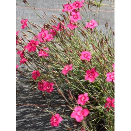 Dianthus deltoides Leuchtfunk - Heidenelke, 50 Pflanzen im 5/6 cm Topf