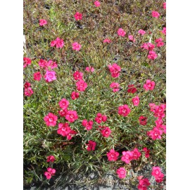 Dianthus deltoides Leuchtfunk - Heidenelke, 50 Pflanzen im 5/6 cm Topf