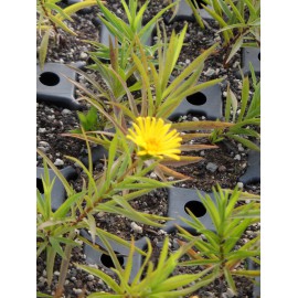 Inula ensifolia Compacta - Zwerg-Alant, 6 Pflanzen im 5/6 cm Topf