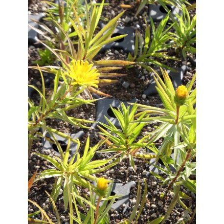 Inula ensifolia Compacta - Zwerg-Alant, 6 Pflanzen im 5/6 cm Topf