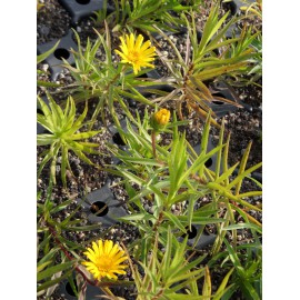 Inula ensifolia Compacta - Zwerg-Alant, 50 Pflanzen im 5/6 cm Topf