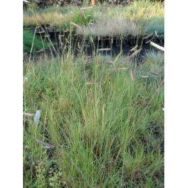 Bouteloua gracilis - Moskitogras, 6 Pflanzen im 5/6 cm Topf