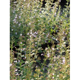 Calamintha nepeta - Bergminze, 50 Pflanzen im 5/6 cm Topf
