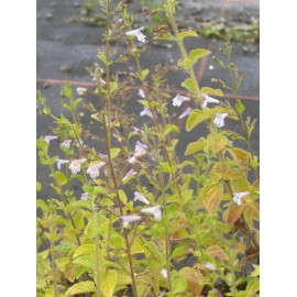 Calamintha nepeta - Bergminze, 6 Pflanzen im 5/6 cm Topf