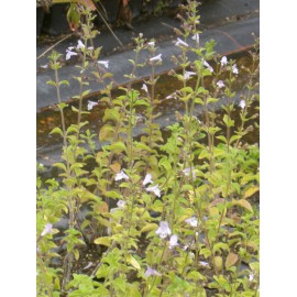 Calamintha nepeta - Bergminze, 6 Pflanzen im 5/6 cm Topf