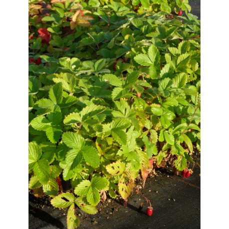 Fragaria vesca var. semperflorens Verbesserte Rügen - Monats-Erdbeere, 50 Pflanzen im 5/6 cm Topf