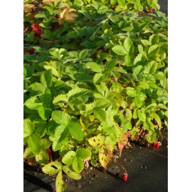 Fragaria vesca var. semperflorens Verbesserte Rügen - Monats-Erdbeere, 6 Pflanzen im 5/6 cm Topf