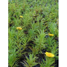 Inula ensifolia Compacta - Zwerg-Alant, 50 Pflanzen im 5/6 cm Topf