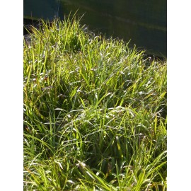 Luzula sylvatica - Wald-Hainsimse, 3 Pflanzen im 7/6 cm Topf