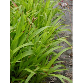 Luzula sylvatica - Wald-Hainsimse, 3 Pflanzen im 7/6 cm Topf