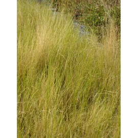 Stipa tenuissima - Zartes Federgras, 50 Pflanzen im 5/6 cm Topf