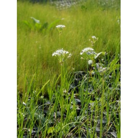 Allium tuberosum - Schnittknoblauch, 6 Pflanzen im 5/6 cm Topf