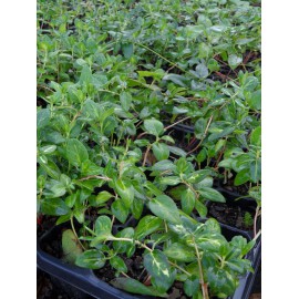 Vinca major Reticulata - Großblättriges Immergrün, 3 Pflanzen im 7/6 cm Topf