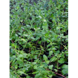 Vinca major Reticulata - Großblättriges Immergrün, 3 Pflanzen im 7/6 cm Topf
