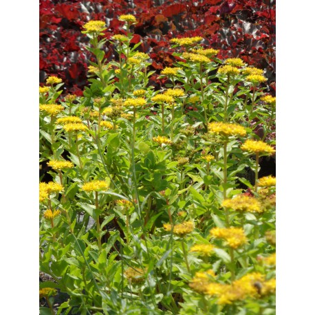 Sedum aizoon, 6 Pflanzen im 5/6 cm Topf